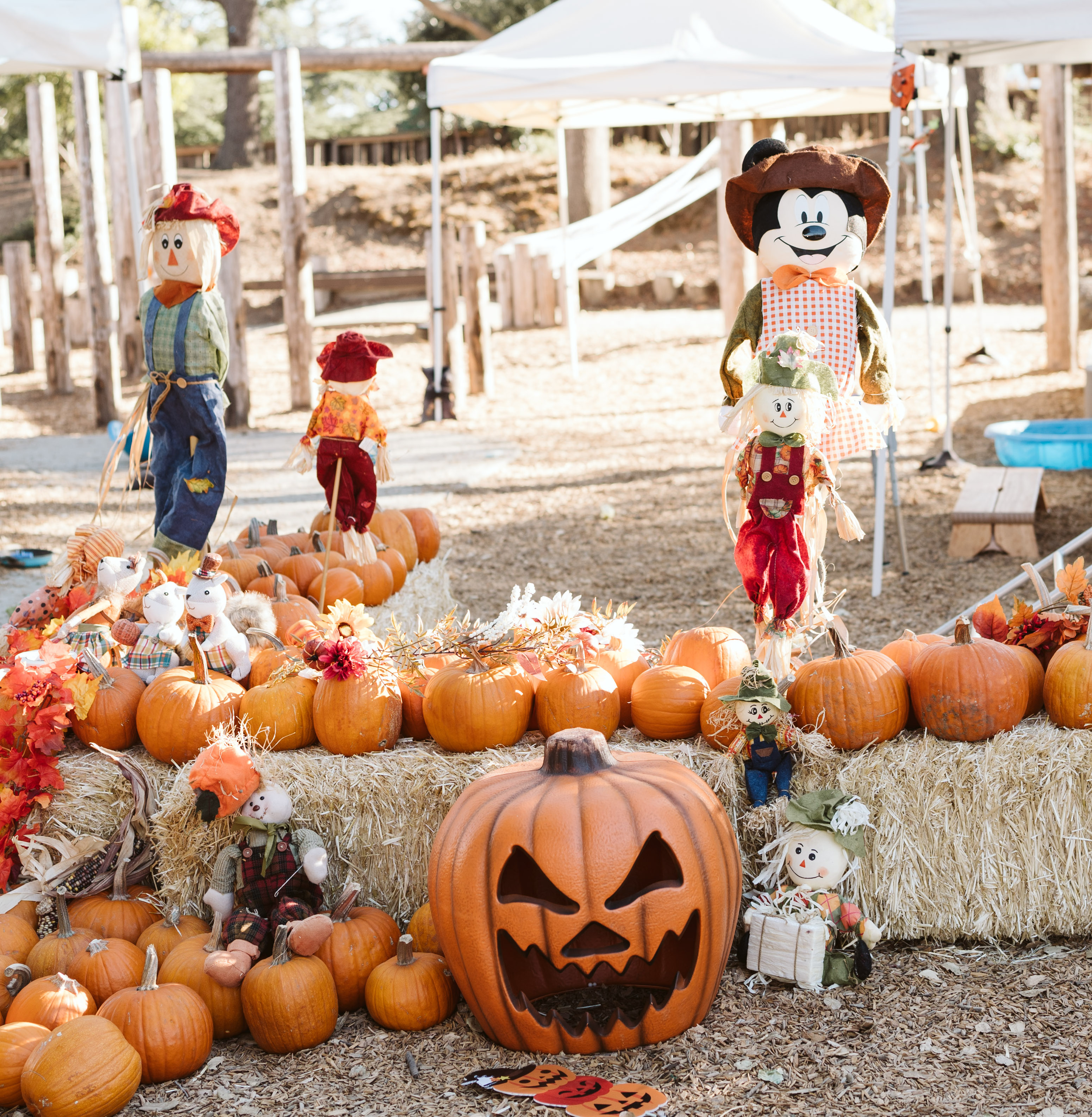 pumpkins and scarecrows