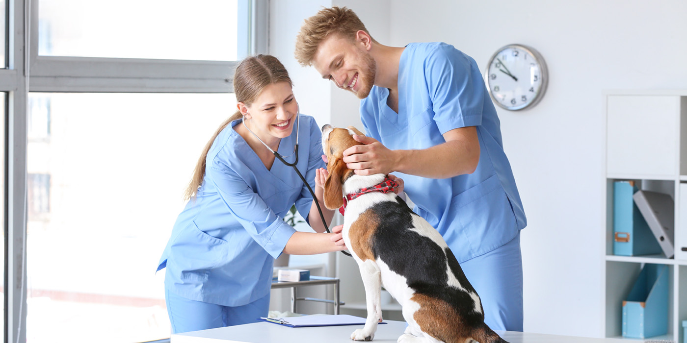 man & woman vet tech caring for a dog